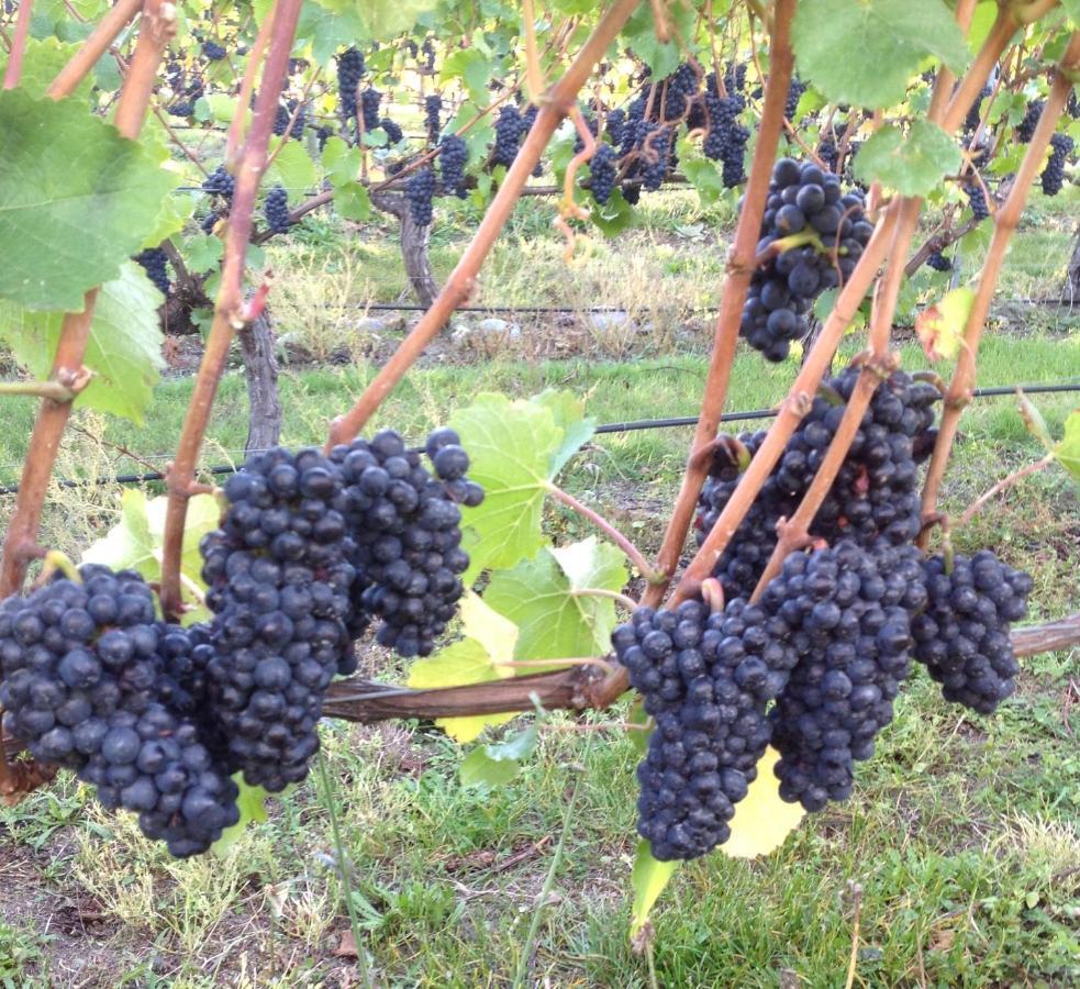 'The Crib' On Legacy Vineyard Villa Alexandra Phòng bức ảnh